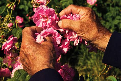 chanel 5 flower|The Flowers that Make Chanel No. 5 .